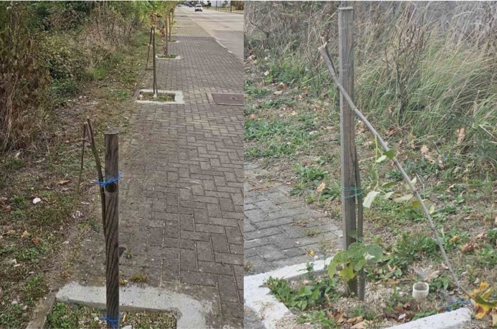 PRIMJER LOŠEG ODNOSA PREMA DRVOREDU